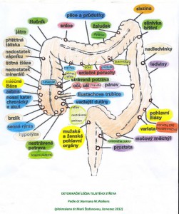 Tlusté střevo dle Normana Walkmana